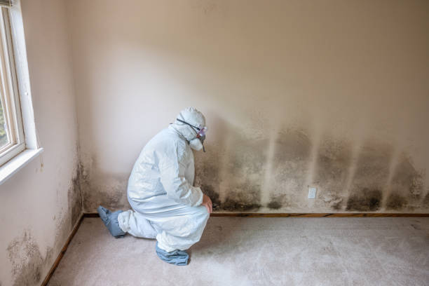 Best Mold Remediation  in Richmond, UT